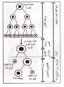 الملخص مراحل نتشكل الأمشاج الأنثوية (البويضات )